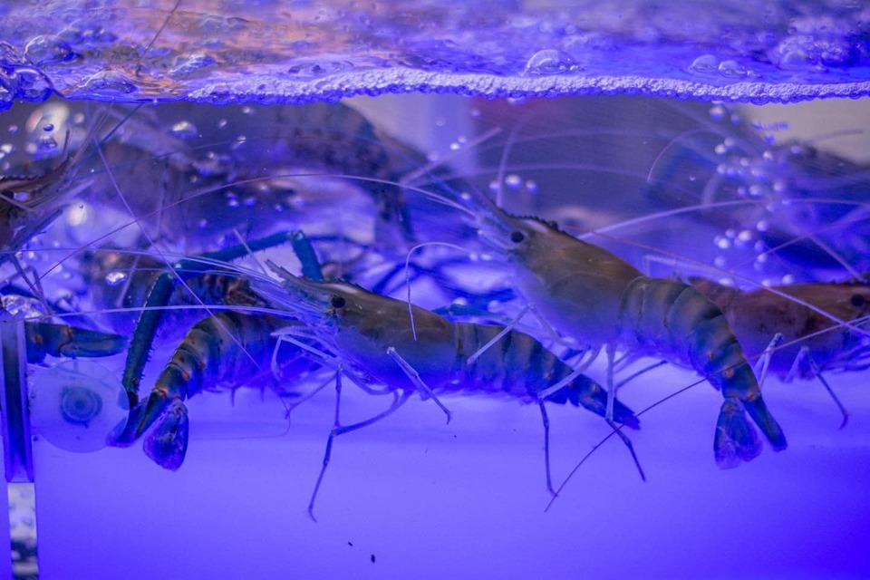 กุ้งตัวเป็นๆ Kodtalay The Riverfront 