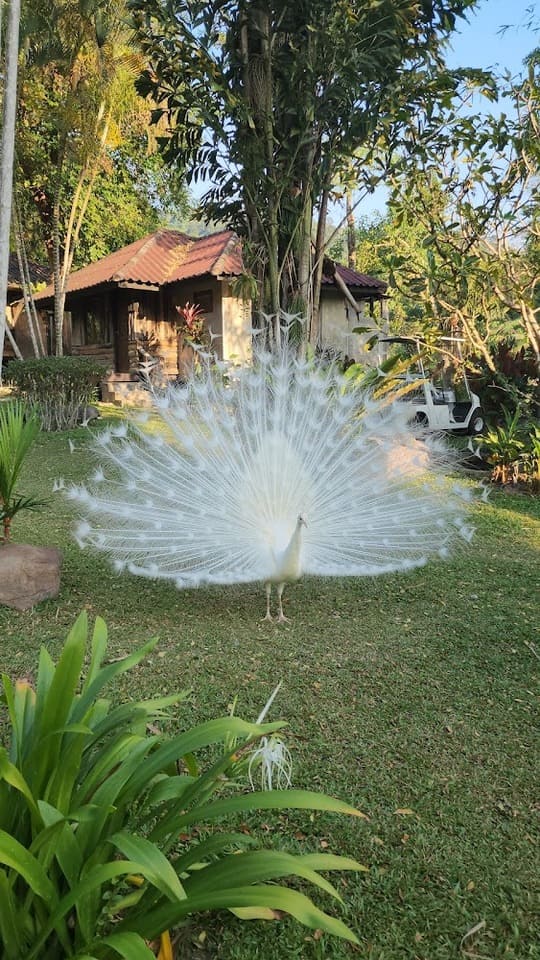 นกยุงสีขาวใน ระเบียงไพร แวลลีย์