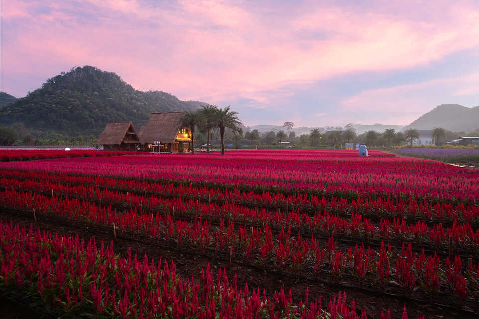 เดินทางง่ายสะดวกสบาย มีที่จอดรถเยอะ Hokkaido Flower Park Khaoyai