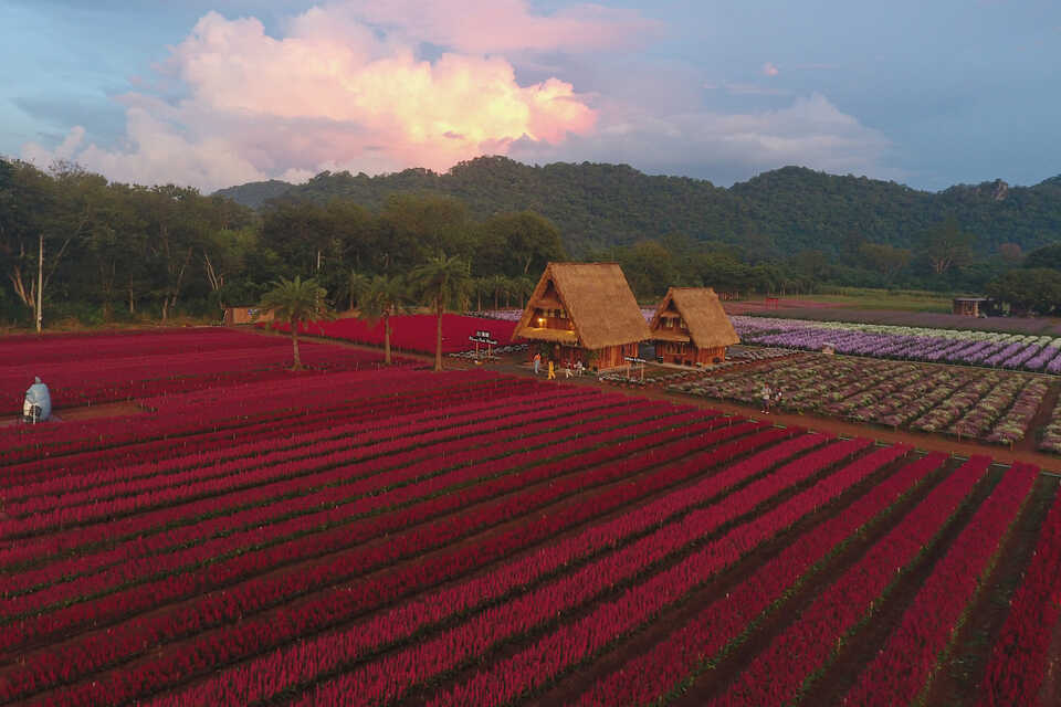 มีบริการเช่าชุด Hokkaido Flower Park Khaoyai