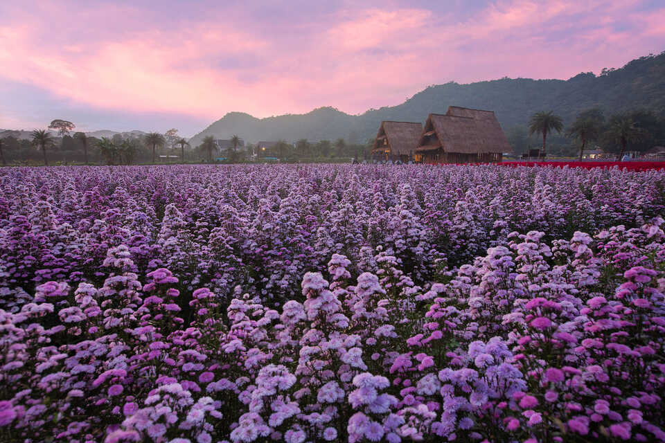 มีดอกไม้หลากหลายสายพันธุ์บานสะพรั่งเต็มไปหมด Hokkaido Flower Park Khaoyai