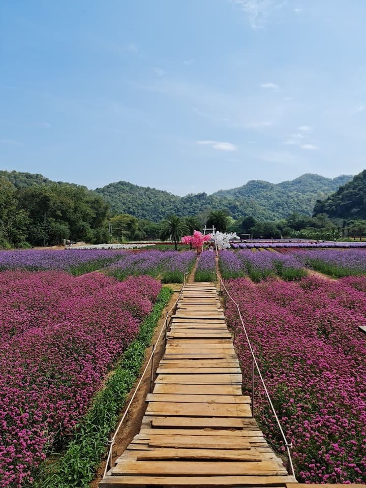ภายในสวนดอกไม้มีดอกไม้หลากหลายสายพันธุ์ Hokkaido Flower Park Khaoyai